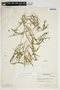 Potamogeton obtusifolius Mert. & W. D. J. Koch, Canada, Frère Marie-Victorin 43928, F