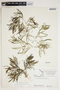 Potamogeton obtusifolius Mert. & W. D. J. Koch, Canada, J. W. Thieret 7858, F