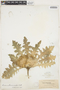 Cirsium drummondii image