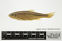 73115:Notropis cornutus:29::::Cyprinidae:237:FZ-64-66:North America:U.S.A.