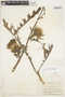 Cirsium horridulum var. horridulum image