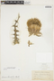 Cirsium horridulum var. horridulum image