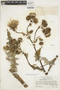 Cirsium fontinale image