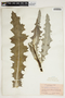 Cirsium occidentale (Nutt.) Jeps., U.S.A., C. F. Millspaugh 4882, F