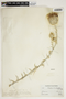 Cirsium occidentale (Nutt.) Jeps., U.S.A., M. L. Zigmond 112, F