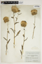 Cirsium occidentale (Nutt.) Jeps., U.S.A., E. C. Knopf 116, F