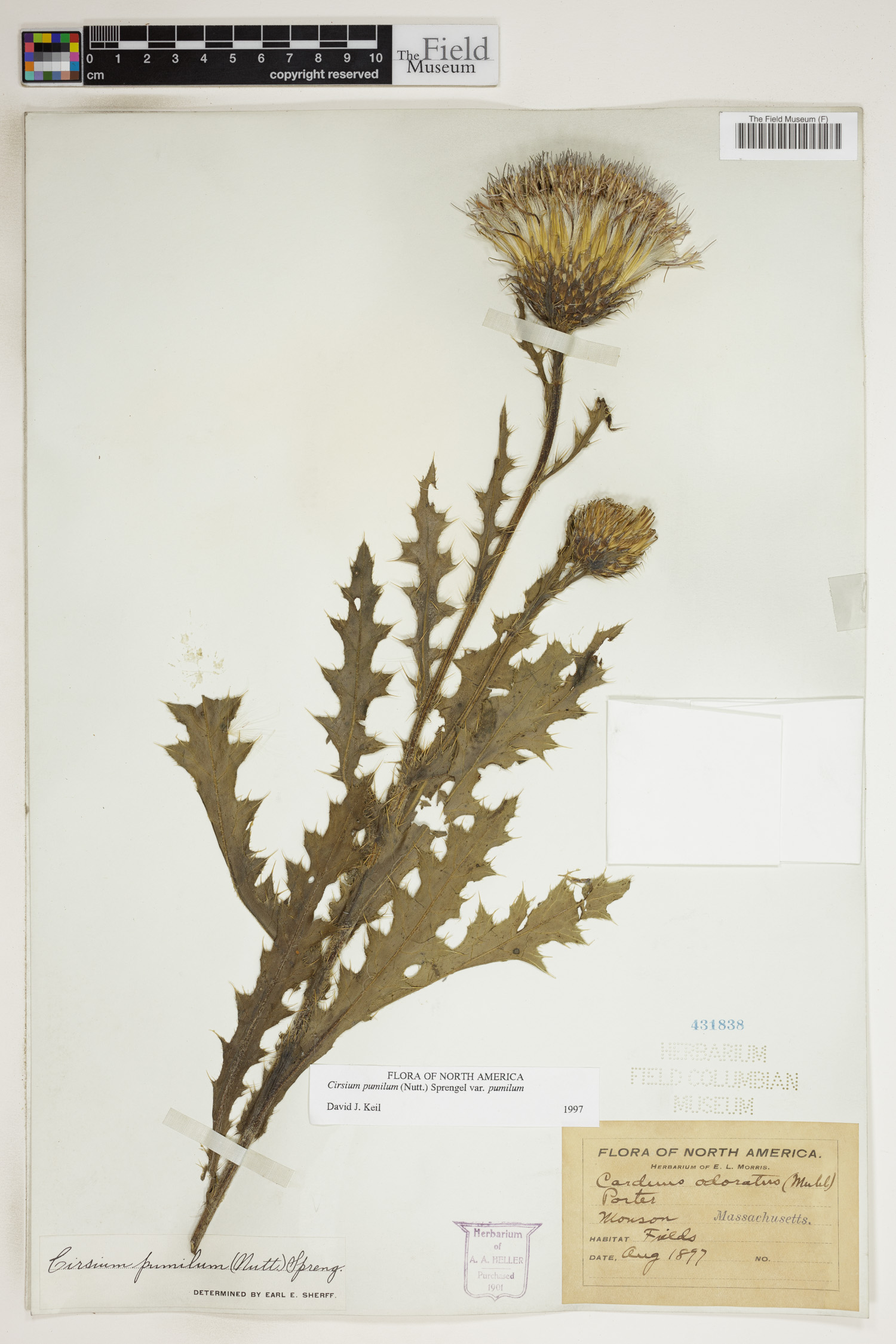 Cirsium pumilum var. pumilum image