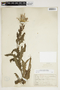Cirsium pumilum var. pumilum image