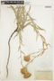 Cirsium tracyi image