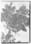 Field Museum photo negatives collection; Wien specimen of Azara hirtella Miq., Chile, W. Lechler 390a, Holotype, W