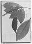 Field Museum photo negatives collection; Wien specimen of Rinorea panurensis Melch., BRAZIL, R. Spruce 2519, Type [status unknown], W