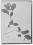 Field Museum photo negatives collection; Wien specimen of Tetracera salicifolia C. Presl, MEXICO, T. P. X. Haenke, Type [status unknown], W