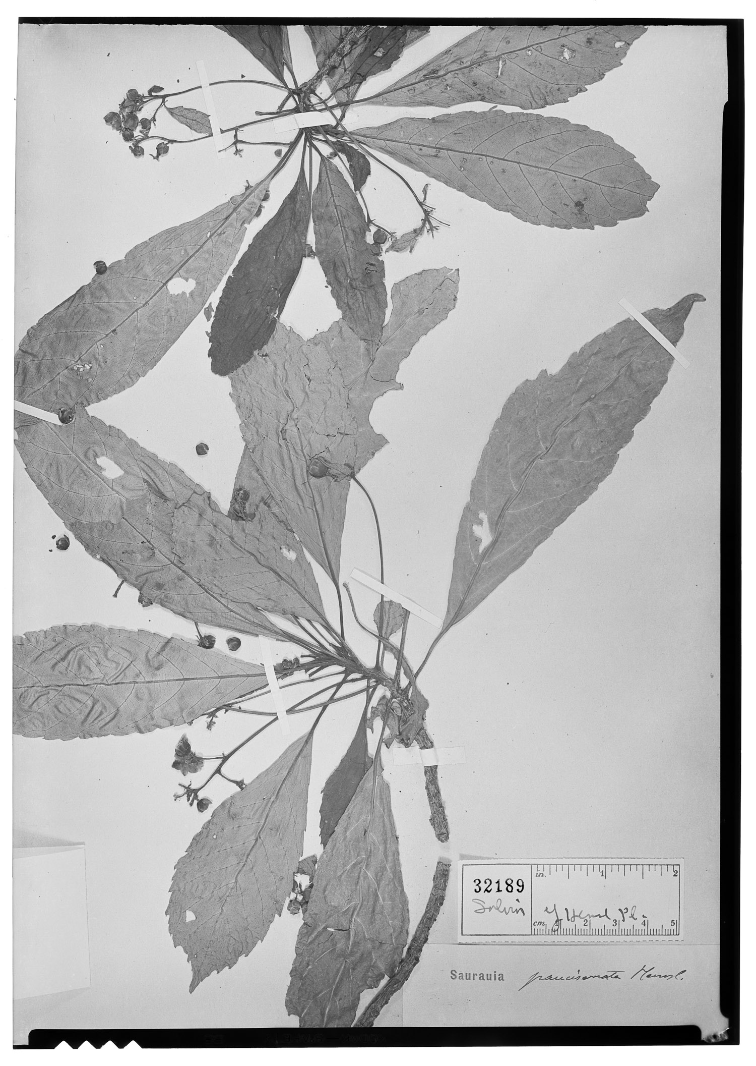 Saurauia pauciserrata image