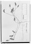 Field Museum photo negatives collection; Wien specimen of Pleurophora polyandra Hook. & Arn., CHILE, Cumming 195, Type [status unknown], W