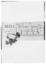 Field Museum photo negatives collection; Wien specimen of Pleurophora pusilla Hook. & Arn., CHILE, Cumming, Type [status unknown], W