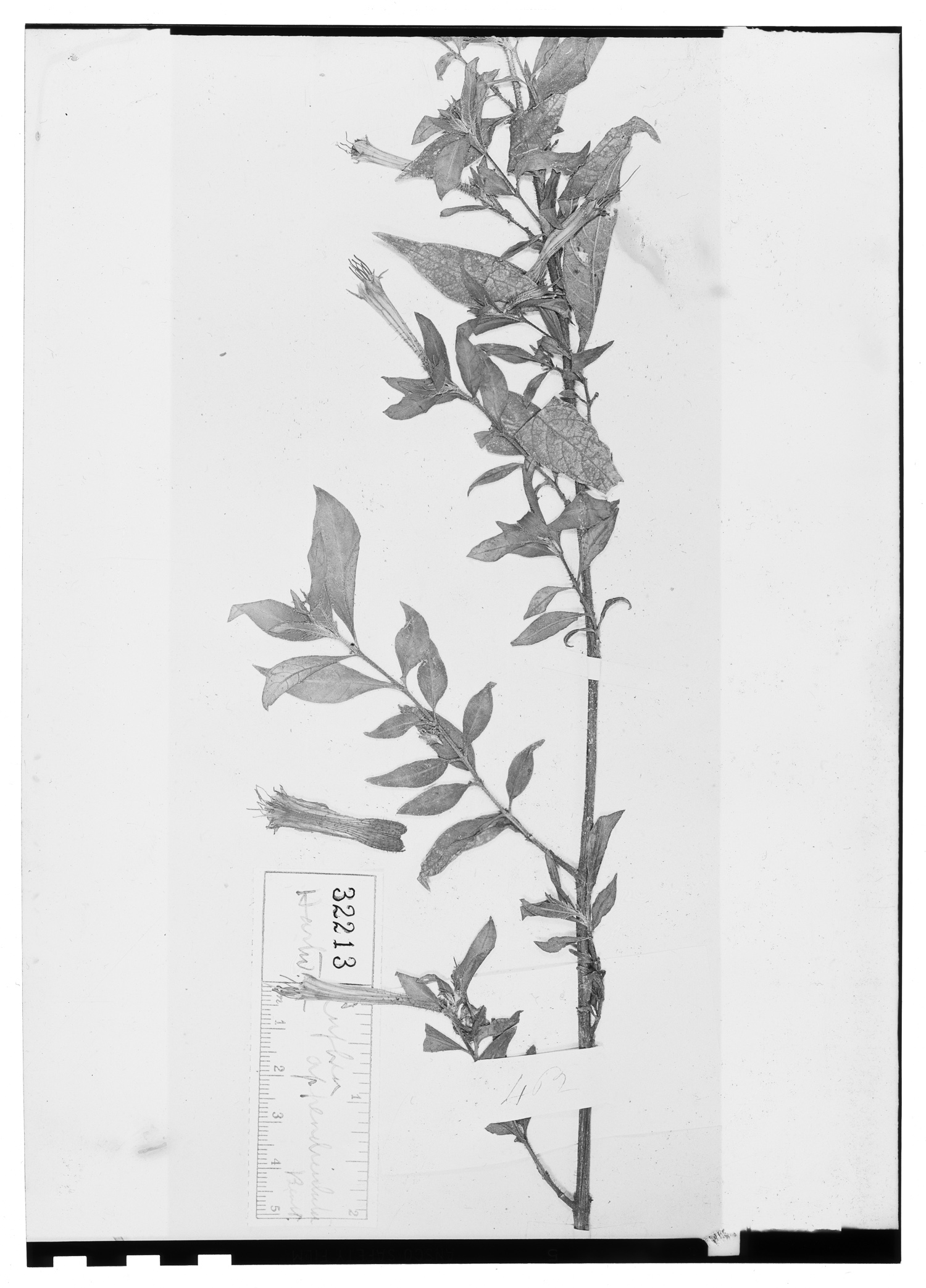 Cuphea appendiculata image