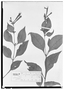 Field Museum photo negatives collection; Wien specimen of Cuphea graciliflora Koehne, MEXICO, H. Wawra 1077, Type [status unknown], W