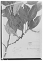Field Museum photo negatives collection; Wien specimen of Eurya friedrichsthaliana Szyszyl., GUATEMALA, E. R. von Friedrichsthal 996, Isotype, W