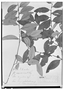 Field Museum photo negatives collection; Wien specimen of Eurya karsteniana Szyszyl., VENEZUELA, G. C. W. H. Karsten, Isotype, W