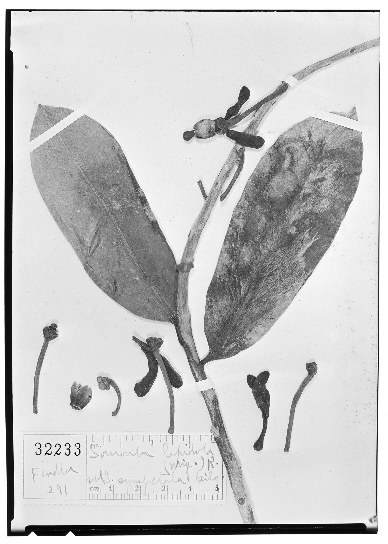 Souroubea guianensis subsp. guianensis image