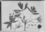 Field Museum photo negatives collection; Wien specimen of Cochlospermum zahlbruckneri Osterm., ARGENTINA, A. Schuel 71, Holotype, W