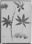 Field Museum photo negatives collection; Wien specimen of Cochlospermum tetraporum Hallier f., BOLIVIA, T. C. J. Herzog 1242, Isotype, W