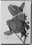 Field Museum photo negatives collection; Wien specimen of Calophyllum lucidum Benth., BRITISH GUIANA [Guyana], R. H. Schomburgk 612, W