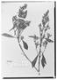 Field Museum photo negatives collection; Wien specimen of Macairea sulcata Triana, PERU, R. Spruce 4004, Type [status unknown], W