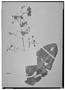Field Museum photo negatives collection; Wien specimen of Axinaea sessilifolia Triana, PERU, R. Spruce 6174, Type [status unknown], W