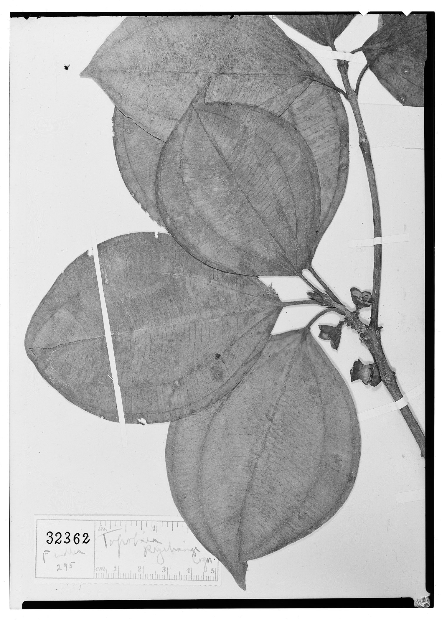 Blakea parasitica image