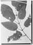 Field Museum photo negatives collection; Wien specimen of Clidemia petiolata var. colorata (Sagot) Cogn., FRENCH GUIANA, P. A. Sagot 791, Type [status unknown], W