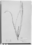 Field Museum photo negatives collection; Wien specimen of Polygala tamariscea Mart., BRAZIL, J. B. E. Pohl 3098, Type [status unknown], W
