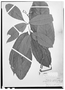 Field Museum photo negatives collection; Wien specimen of Trichilia septentrionalis C. DC., Brazil, R. Spruce 1890, Isotype, W