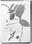 Field Museum photo negatives collection; Wien specimen of Tetrapterys squarrosa  f. ovata Nied., VENEZUELA, E. von Otto 962, Type [status unknown], W