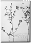 Field Museum photo negatives collection; Wien specimen of Viviania grandifolia Hook. & Arn., CHILE, J. Macrae, Type [status unknown], W