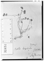 Field Museum photo negatives collection; Wien specimen of Oxalis hispidata Zucc., URUGUAY, F. Sellow, Type [status unknown], W
