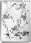 Field Museum photo negatives collection; Wien specimen of Oxalis subcorymbosa Arechav., URUGUAY, J. Arechavaleta, Type [status unknown], W
