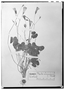 Field Museum photo negatives collection; Wien specimen of Oxalis uruguayensis Arechav., URUGUAY, J. Arechavaleta, Type [status unknown], W