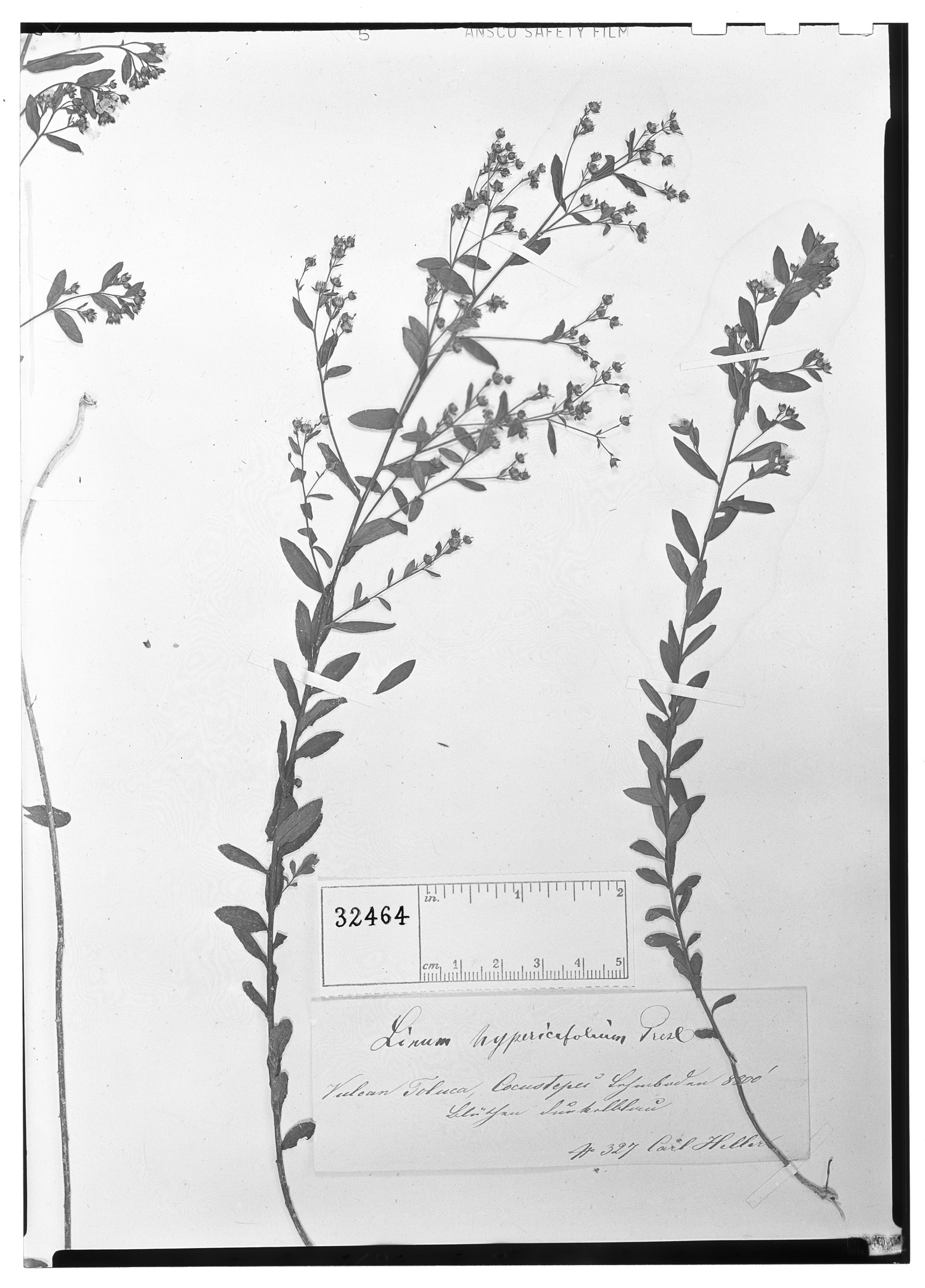 Linum hypericifolium image