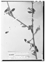 Field Museum photo negatives collection; Wien specimen of Sebastiania guyanensis Müll. Arg., GUYANA, Schomburgk 281, Type [status unknown], W