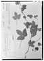 Field Museum photo negatives collection; Wien specimen of Dalechampia scandens var. pernambucensis (Baill.) Pax & K. Hoffm., BRAZIL, G. Gardner 1130, Type [status unknown], W