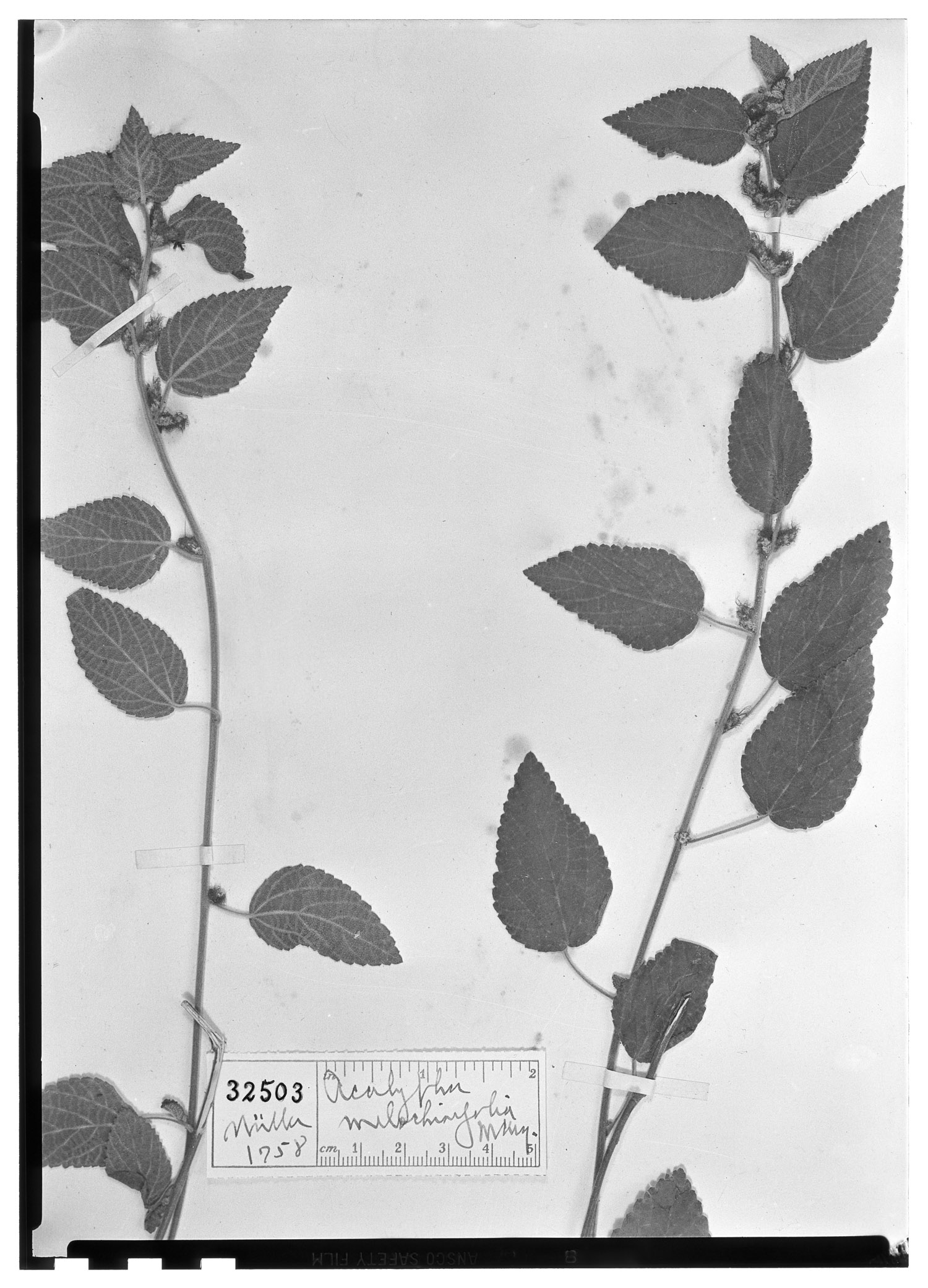 Acalypha melochiifolia image