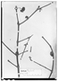 Field Museum photo negatives collection; Wien specimen of Euphorbia friedrichsthalii Boiss., GUATEMALA, E. R. von Friedrichsthal 971, Type [status unknown], W