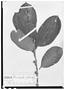 Field Museum photo negatives collection; Wien specimen of Pera bicolor (Klotzsch) Müll. Arg., GUYANA, Schomburgk 114, Type [status unknown], W