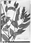 Field Museum photo negatives collection; Wien specimen of Croton decolobus Müll. Arg., GUATEMALA, E. R. von Friedrichsthal 1425, Type [status unknown], W