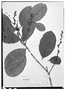 Field Museum photo negatives collection; Wien specimen of Amanoa grandifolia Müll. Arg., GUYANA, Schomburgk 490, Type [status unknown], W