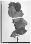 Field Museum photo negatives collection; Wien specimen of Ilex obtusatus (Turcz.) Triana & Planch., VENEZUELA, N. Funck 1381, Type [status unknown], W