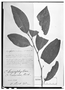 Field Museum photo negatives collection; Wien specimen of Chrysophyllum cerasinum Rich., FRENCH GUIANA, Richard, Type [status unknown], W