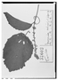 Field Museum photo negatives collection; Wien specimen of Gouania ulmifolia Hook. & Arn., URUGUAY, J. Tweedie, Type [status unknown], W