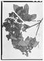 Field Museum photo negatives collection; Wien specimen of Vallea ovata Turcz., VENEZUELA, N. Funck 1295, Type [status unknown], W